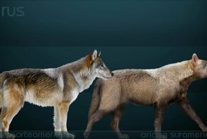 Голова древнейшего волка с неповрежденным мозгом найдена в Якутии