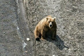 Житель Тывы в одиночку отбился от медведя, откусив ему язык
