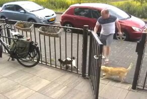 Кошка вступила в неравную схватку с собакой и её неадекватным хозяином