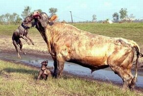 Классика жанра — бык и питбули