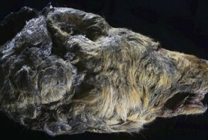 В Якутии обнаружена голова волка возрастом 40 тысяч лет