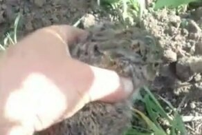 Маленький, но брутальненький: зайчонок атаковал поймавшего его мужчину