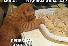 Котопост