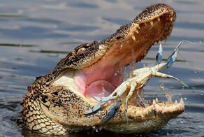 Пятничная порция фотографий со всего мира