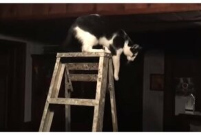 Спрыгнувшая со стремянки кошка оставила хозяина без телевизора