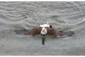 Белоголовый орлан проплыл по озеру в стиле баттерфляй