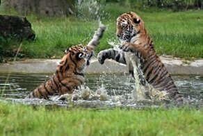 25 удивительных снимков животных в движении