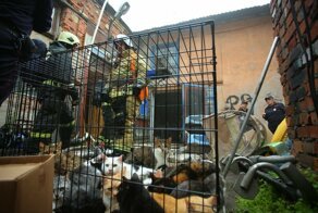 Питерские пожарные спасли 300 кошек и семь собак из горящего приюта