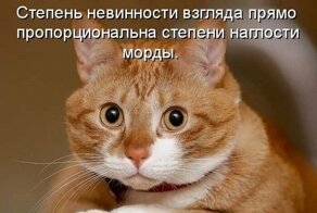 Котопост