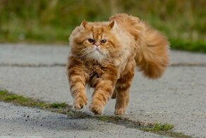Драматичная история кота Барсика, который не смог