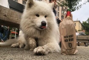 Общество сплотилось против «Льва против»