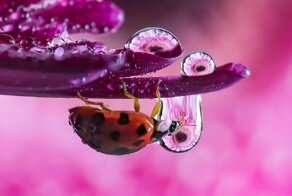 Как в капле воды: чудеса макрофотографии
