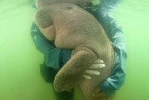 Малыш дюгоня обнимается со своими опекунами