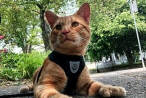 Американский кот с необычными "дополнительными" лапками