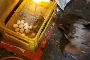 Мама-курица спасла своё потомство от голодной крысы