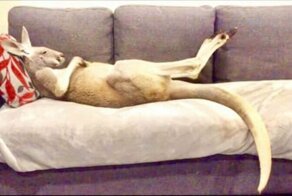 Лежебока Руфус: домашний кенгуру, который любит валяться на диване