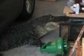 Полицейские вытащили аллигатора из гаража