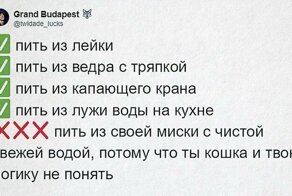 Люди рассказывают, как пьют их коты. И логику этих пушистых паршивцев вам точно не понять
