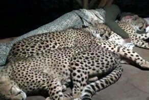 Мужчина спит с гепардами, как с обычными котиками
