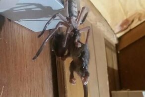 В отельном номере пара наблюдала за тем, как гигантский паук пытался съесть опоссума