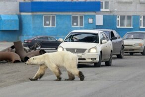 В Норильске белая медведица вышла к людям в поисках еды