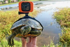 Парень прикрепил GoPro к черепахе и получил невероятные кадры
