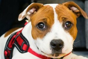 Секрет щенячьего взгляда