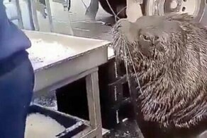 Морской лев пришел на рыбный рынок и попросил угощения
