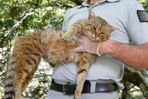 На Корсике обнаружили мифических «кошек-лисиц»