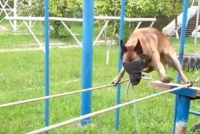 Полицейский пес прошел по натянутым веревкам с закрытыми глазами