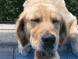 Собачьи гифки