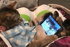 Кошка отдыхает, наблюдая за птицами в телефоне