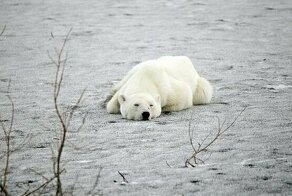 Конец блужданий: норильскую медведицу отправляют в зоопарк