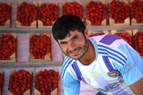 Кто платит за ядовитую клубнику?