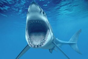 Челюсти: 5 глупых мифов об акулах