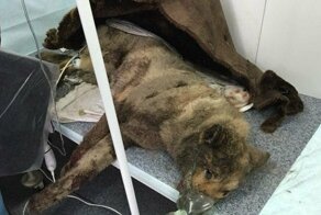 Директору предприятия мешали собаки.Наутро они лежали избитыми в мусорнике,и только один пес был жив