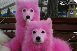 Россияне требуют запретить пляжные съемки с экзотическими животными