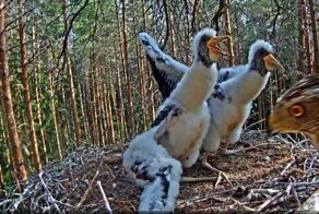 Нападение ястреба на маленьких аистят в гнезде