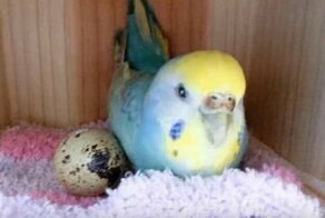 Из перепелиного яйца в клетке попугая вылупилась маленькая перепелка