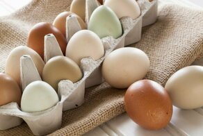 Какие яйца вкуснее: белые или коричневые?