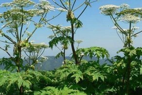 Борщевик-укроп мутант