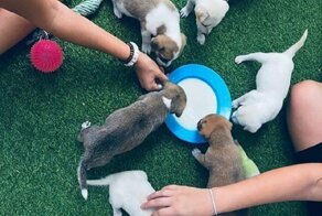 Отель на Бали приглашает на щенячью терапию