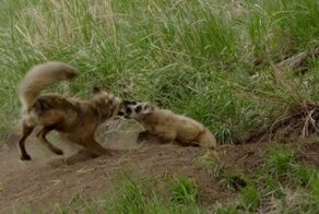 Схватка между барсуком и лисой в заповеднике