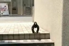 Мускулистая ворона стала предметом бурного обсуждения в Сети