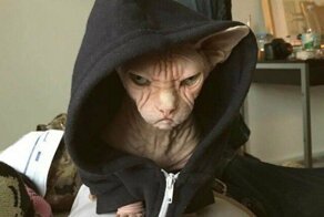 Ох уж эти котики