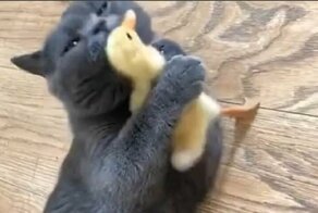 Кот и утенок стали верными друзьями