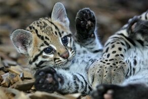20 детёнышей животных, которые очаруют кого угодно