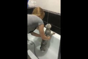 Кот, тебе нормально?