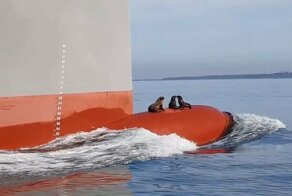 Тюлени-безбилетники забрались на нос судна