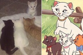 Кошка по кличке Герцогиня недавно родила всех персонажей из мультфильма «Коты Аристократы»